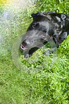 Sitting Black Dog Portrait - Labrador hybrid and retriever.