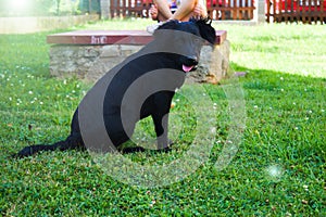 Sitting Black Dog Portrait - Labrador hybrid and retriever.