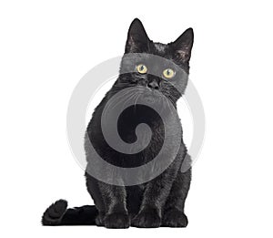 Sitting Black Kitten crossbreed cat, looking at the camera, isolated on white