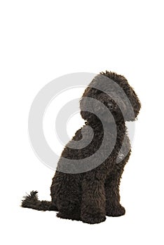 Sitting black labradoodle dog on a white background