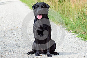 Sitting black male Labrador Retriever