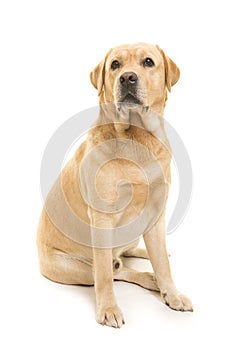 Sitting blond labrador retriever glancing away on a white background