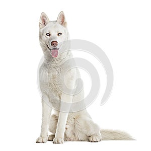 Sitting blue eyed Husky Panting looking at the camera, isolated on white