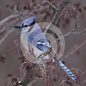 Sitting Blue Jay