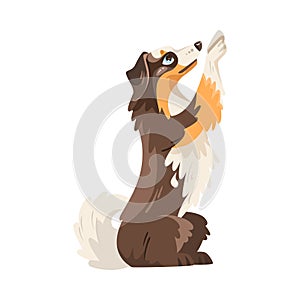 Sitting Border Collie Dog Breed with Thick Coat Vector Illustration