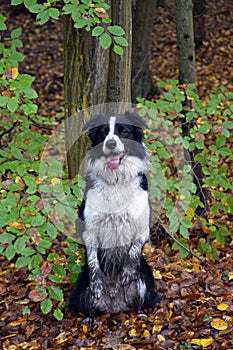 Sitting border collie dog