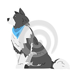 Sitting Border Collie Dog, Side View of Smart Shepherd Pet Animal with Black White Coat Cartoon Vector Illustration