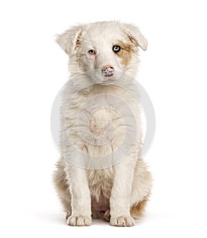 Sitting border collie puppy, two months old, isolated