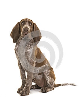 Sitting bracco italiano puppy isolated on a white background photo