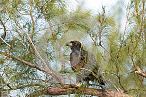 Sitting on a branch after leaving the nest, a Juvenile fledgling bald eaglet Haliaeetus leucocephalus