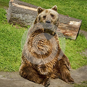 Sitting Brown Bear