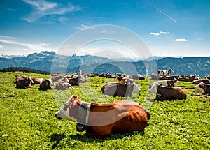 Sitting brown cows in the mountains