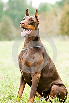 Sitting brown doberman pinscher