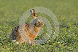 Sitting brown hare