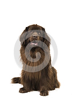 Sitting brown newfoundland dog looking up isolated on a white ba