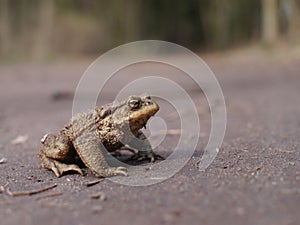 Sitting brown toad
