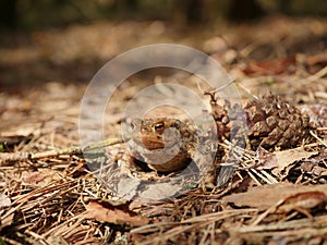 Sitting brown toad