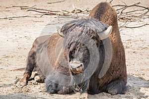 Sitting buffalo resting in a sunny day