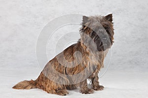 Sitting cairn terrier portrait.