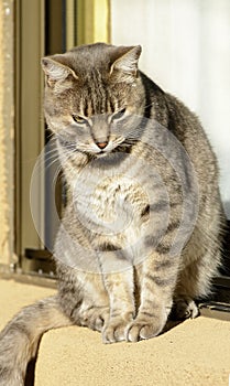 Sitting cat looking at the ground