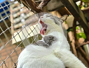 The sitting cat turned around and yawned a big yawn