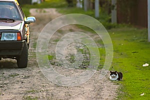 sitting cat in the yard near car