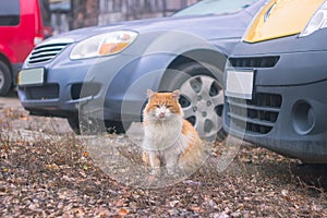 sitting cat in the yard near cars