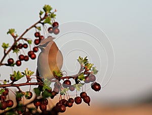 Sitting Cedar Waxwing