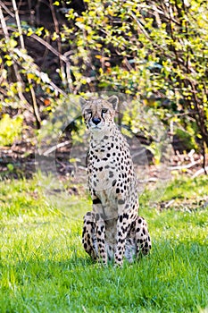 Sitting cheetah in the savannah