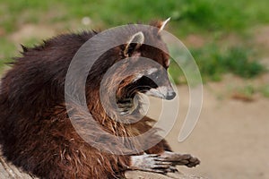 Sitting common raccoon on the tree truk