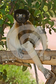 Sitting Crowned Sifaka photo