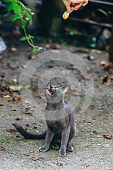 Sitting cute gray cat looking up on human`s hand with food and licking her lips