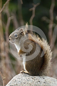 Sitting cute squirrel