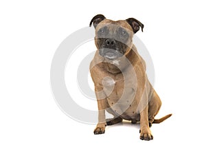 Sitting cute Stafford Terrier looking at the camera isolated on a white background