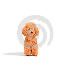 Sitting cute toy poodle