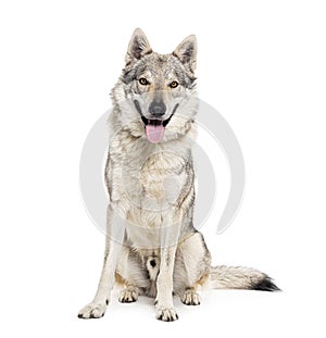 Sitting Czechoslovakian Wolf dog panting, sitting, isolated on white