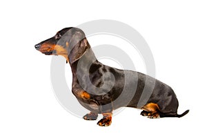 Sitting Dachshund Dog on isolated white