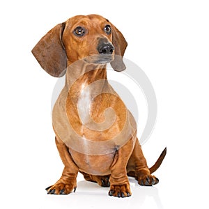 Sitting dachshund or sausage dog