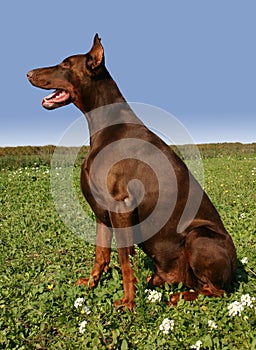 Sitting doberman