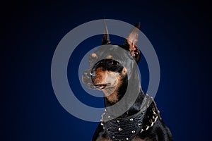 Sitting doberman dog posing at photo shoot with funny face photo