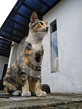 Sitting docile domestic stray cat at park