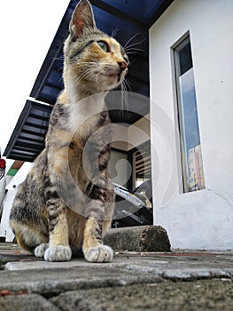 Sitting docile stray cat at park