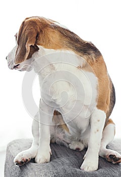 Sitting dog looking back towards a large window