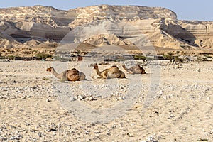 Sitting dromedaries in Wadi Ash Shuwaymiyah (Oman)