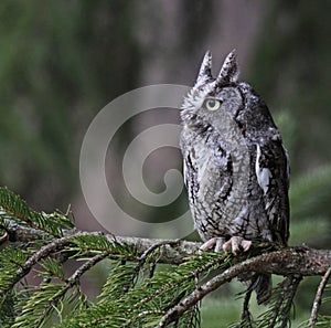 Sitting Eastern Screech Owl