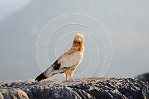 Sitting Egyptian Vulture Neophron percnopterus in Socotra isla