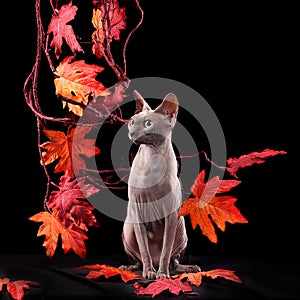 Sitting elegant sphynx cat