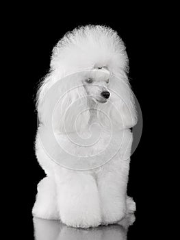 Sitting elegant white poodle