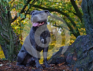 Sitting English Staffordshire Bull Terrier in the Autumn Forest