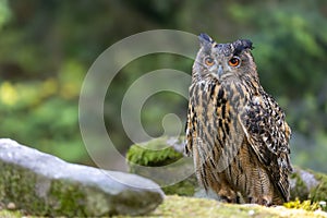 Sitting the Eurasian eagle owl is looking at the camera